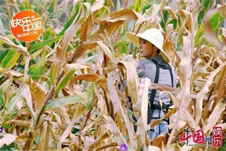 玉米生长过程中芯叶腐烂是什么病？怎么治疗？