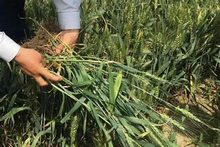 种小麦施什么肥料好？