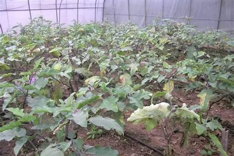 茄子不爱结果使用什么肥料