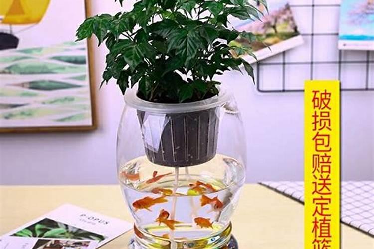 鱼蛋白肥料的使用技巧