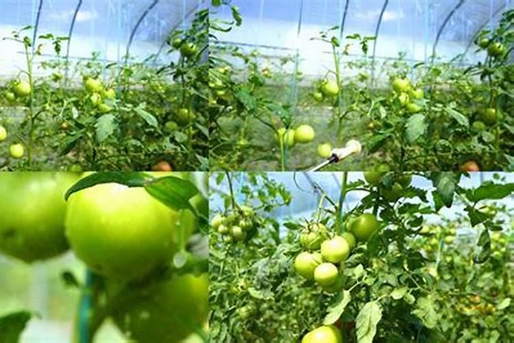 番茄开花时期适合用什么叶面肥进行喷施？