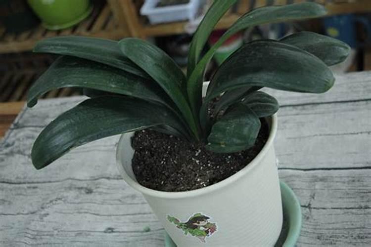 君子兰多久施肥一次