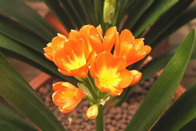 大圆花盆适合种什么花