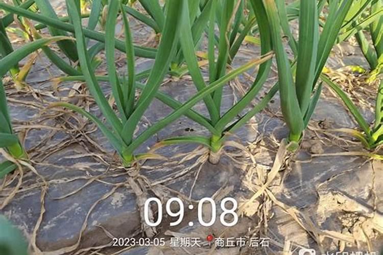 硫酸钙是不是一种很好的钙肥？