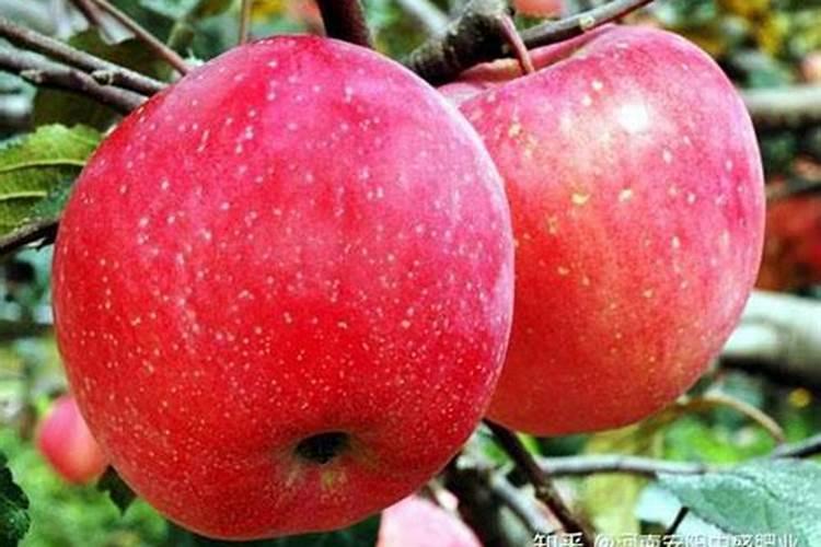 苹果二次膨大期如何施水溶肥 苹果二次膨大期施苹果水溶肥的方法