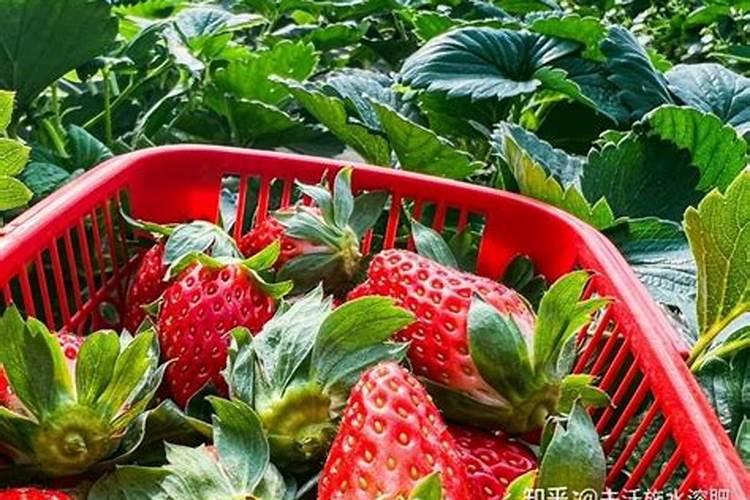 种葱用什么肥料最好