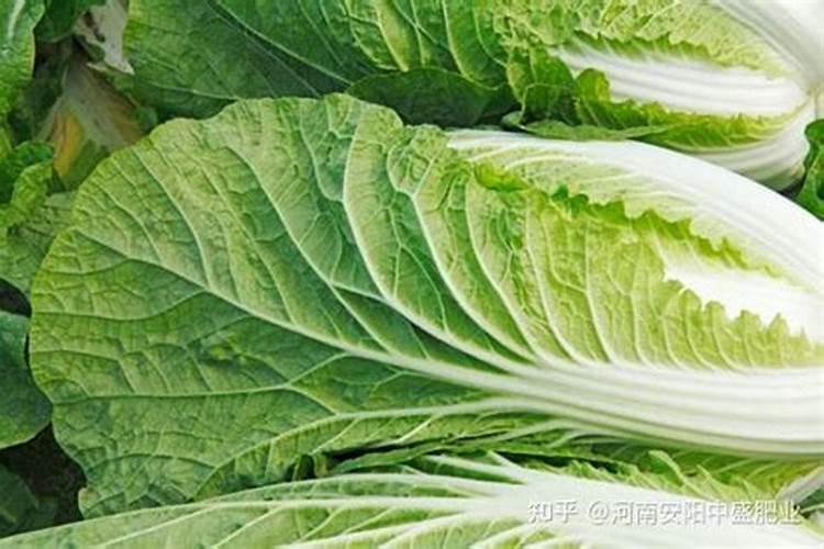 白菜追肥用什么肥料好