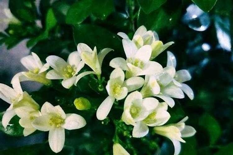 茉莉花的施肥方法