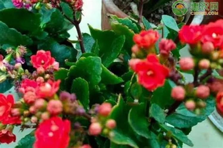 长寿花施肥时间 冬天如何施肥