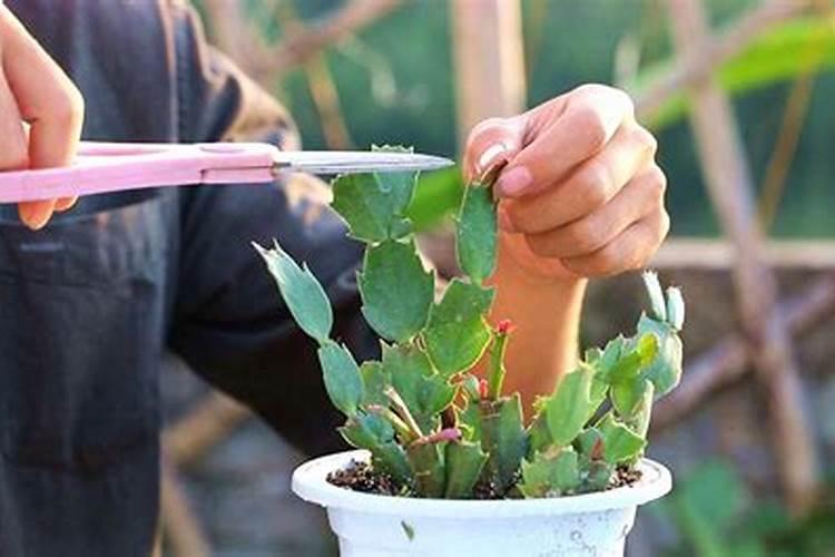 刚成活的小蟹爪兰施什么肥