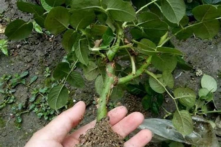 月季底肥如何使用正确用肥才能让花长得旺盛