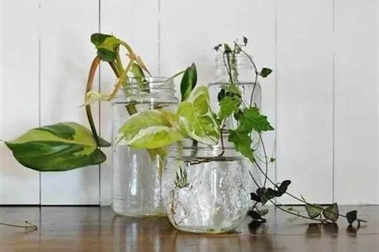 水培吊兰要不要施肥