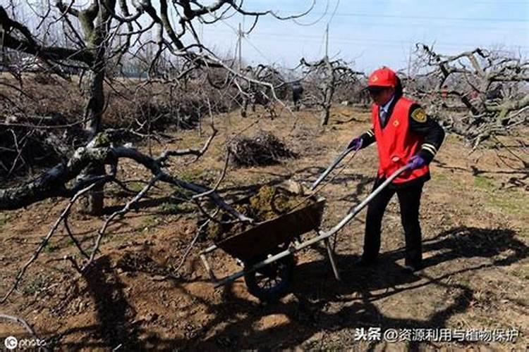 苹果树春季用什么化肥好