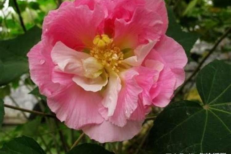 芙蓉花浇什么肥料合适