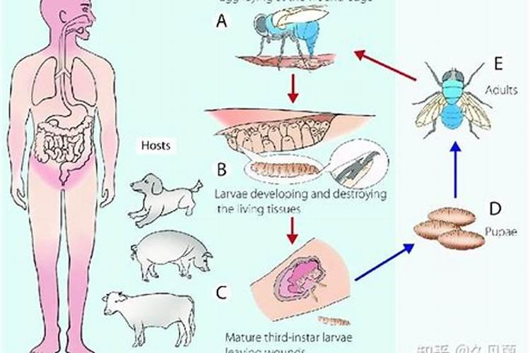 猪肉埋土里怎么样不生蛆虫？