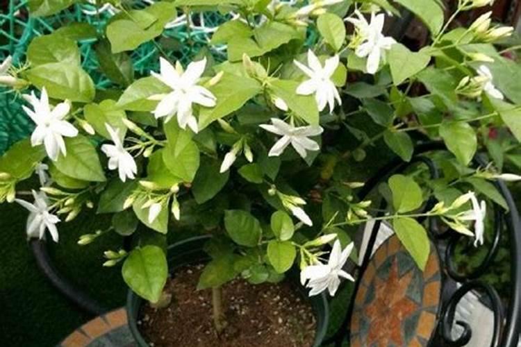 茉莉花刚发芽怎么养