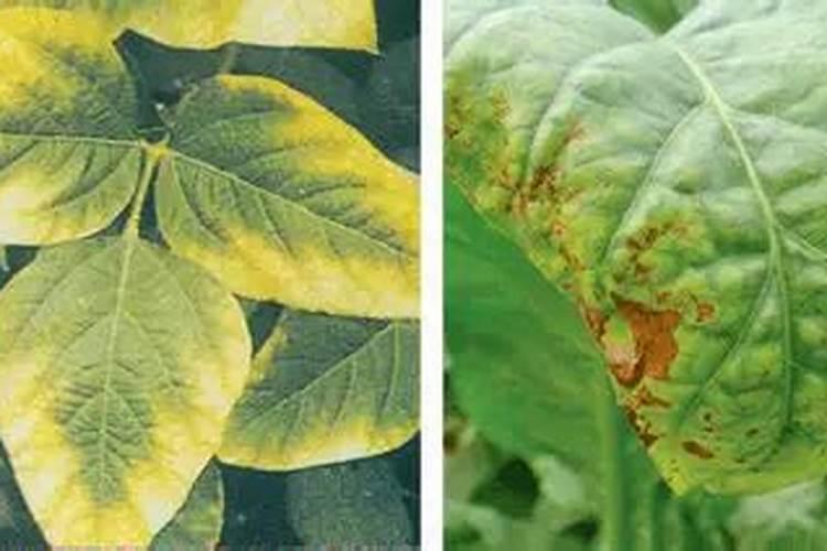 缺少氮磷钾肥分别有什么现象