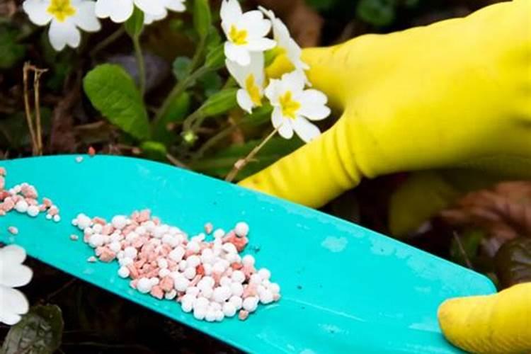 家庭养花——怎么施肥