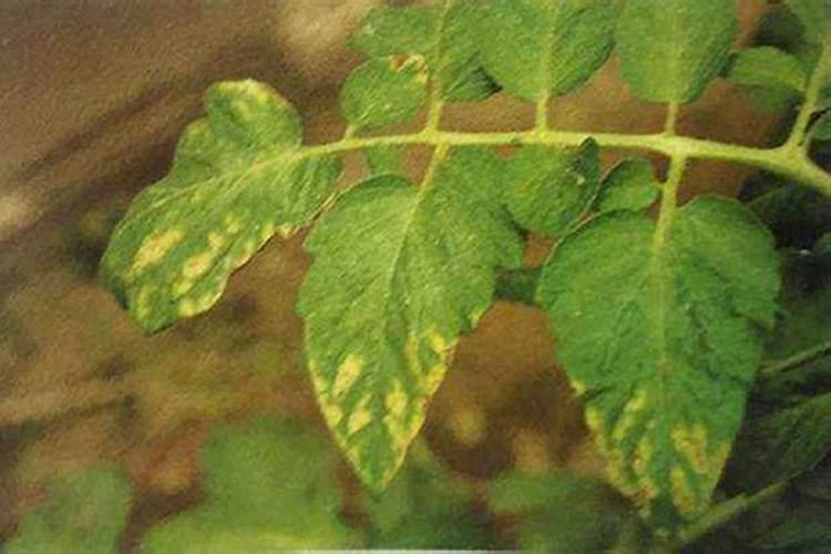 如何判断植物缺肥？能用磷酸二氢钾喷红薯吗？