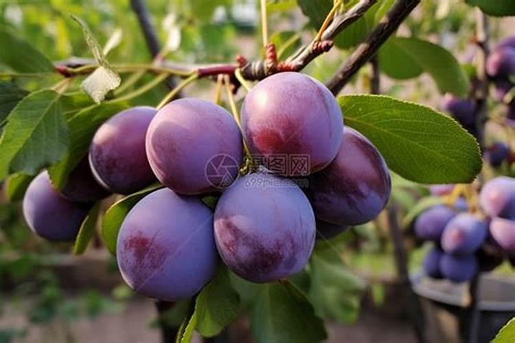 李子怎么施肥长得快？李子施什么肥增甜上传靓果？