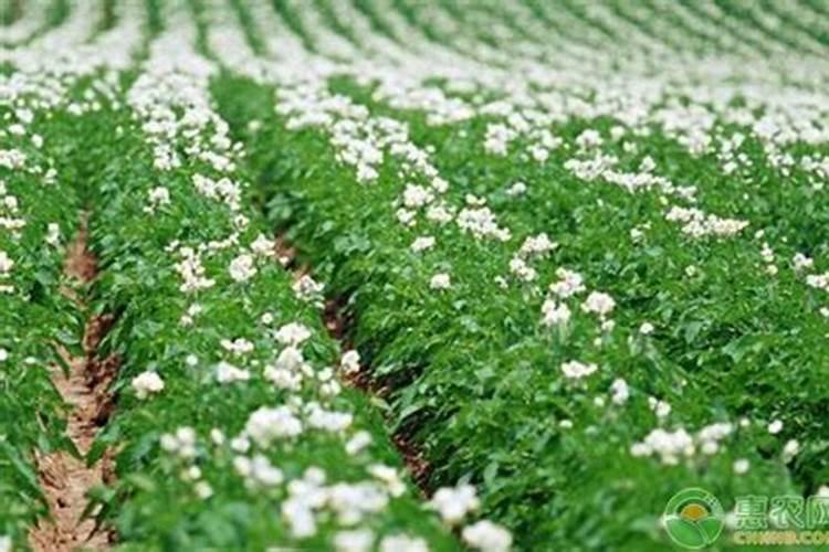种植土豆用什么化肥