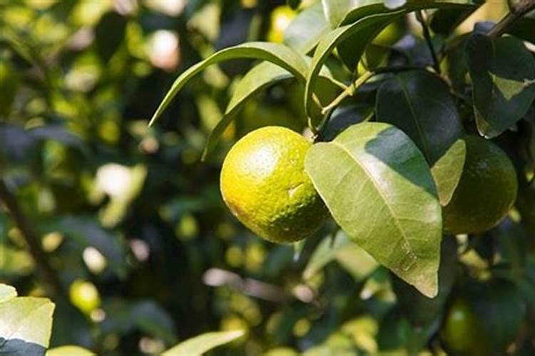 大棚茄子,越冬一大茬,各时期该如何施肥？