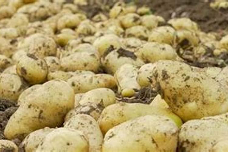 种土豆用什么肥料好 种土豆施什么肥高产