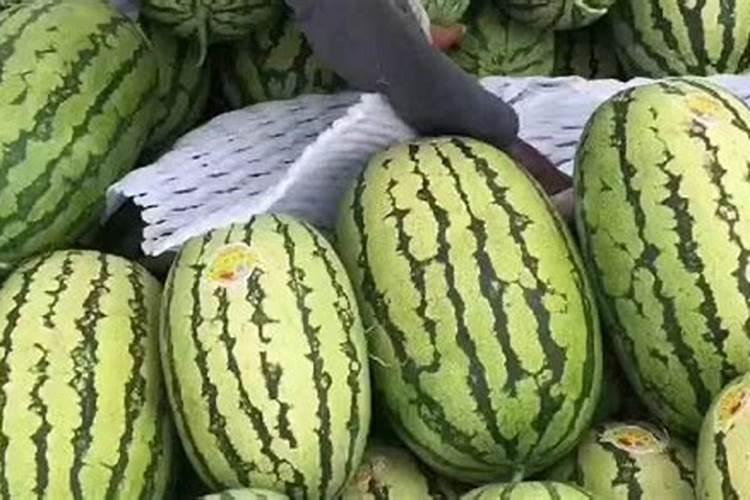 西瓜要肥什么水能多结西瓜