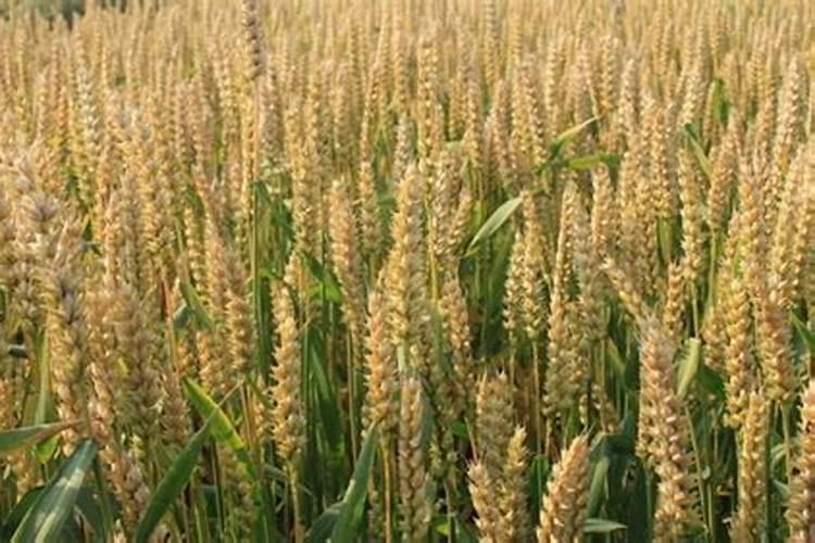 控释肥能作小麦底肥吗