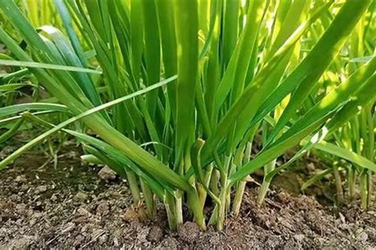 韭菜最忌三种肥料