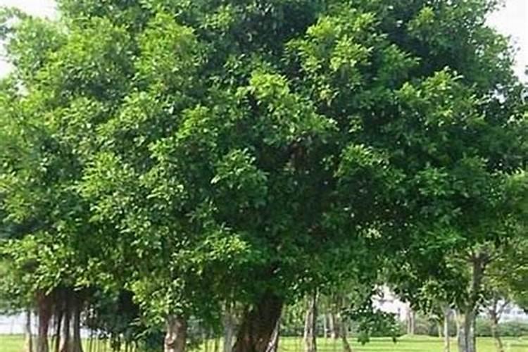 各种植物的生长环境