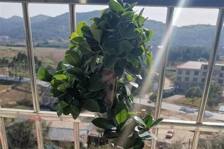 怎么让大叶榕盆景从树桩发芽？