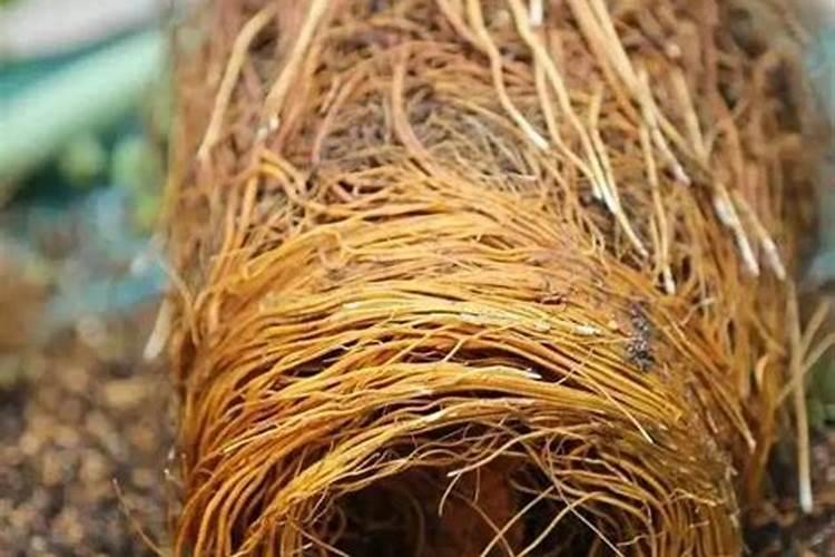 对生根粉误会这么大,你中招了吗？正确的方法是怎样的？