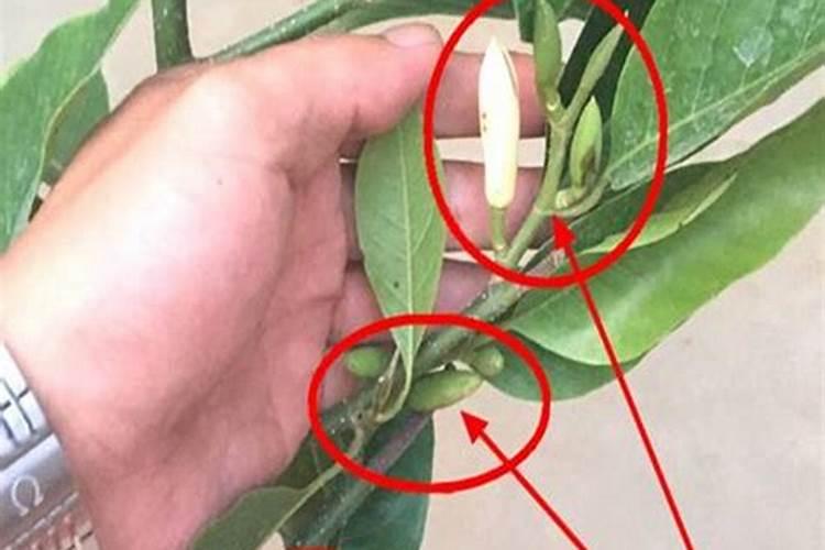 桂花换盆后叶子干枯怎么急救,桂花挪盆了以后叶子干枯了怎么办
