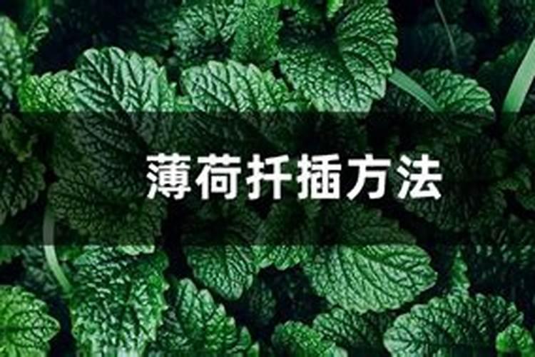 桂花树大树移栽方法