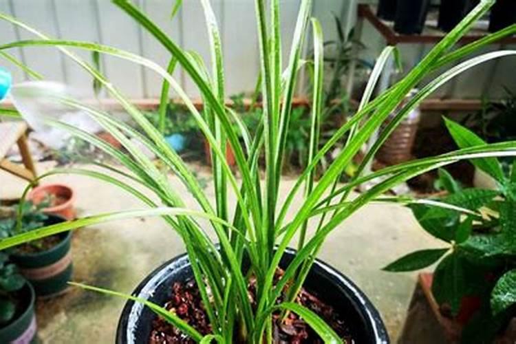 兰花缺肥的症状(附缺肥处理方法)