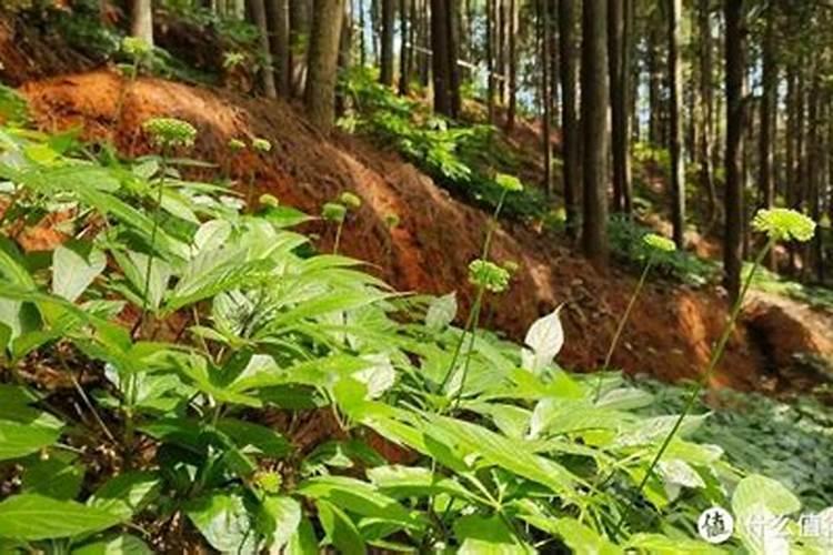 苹果树上的苹果怕冻吗