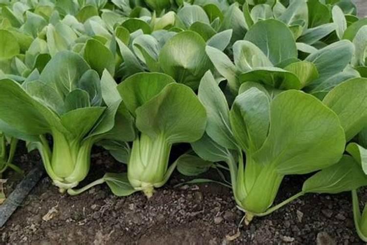 青菜怎么种植方法