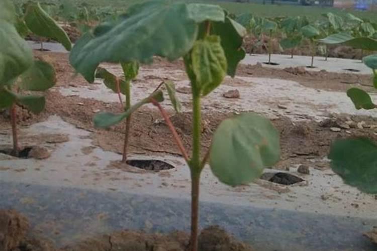 棉花地浇水在哪个时段加肥料合适？