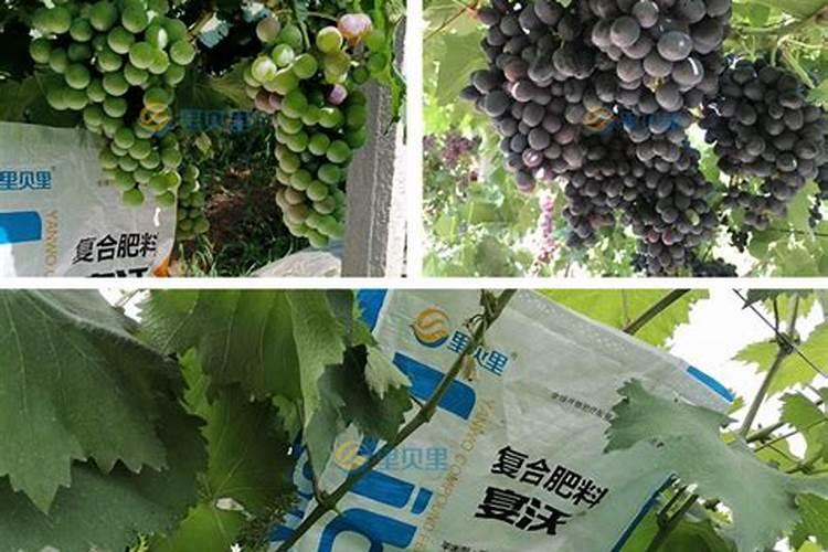 蓝宝石葡萄转色期施肥方法