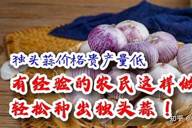 怎样种植独头蒜