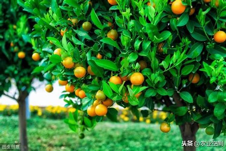 一棵柑橘树要多钾肥吗