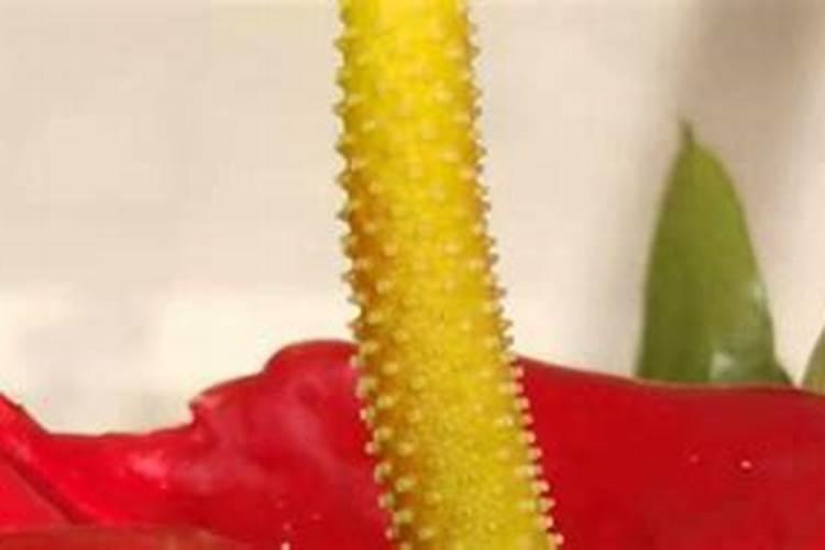 火鹤怎么养才能更旺盛