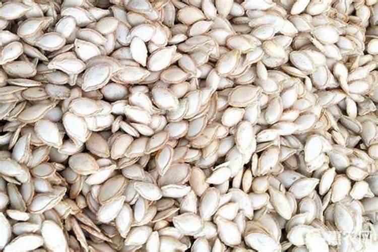 冬瓜子种植技术