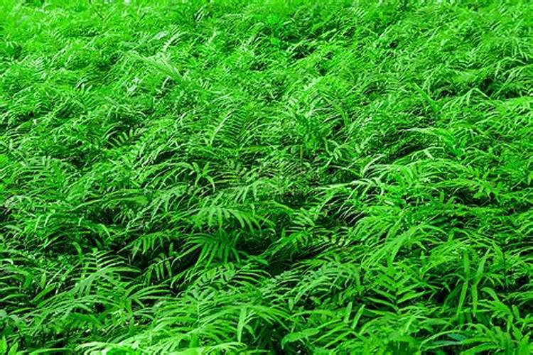 蔬菜叶面肥有哪些