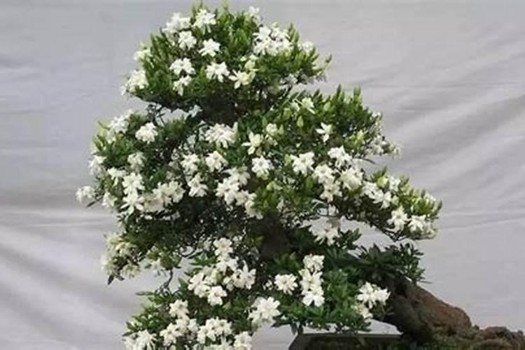 家庭榕树盆景怎么养