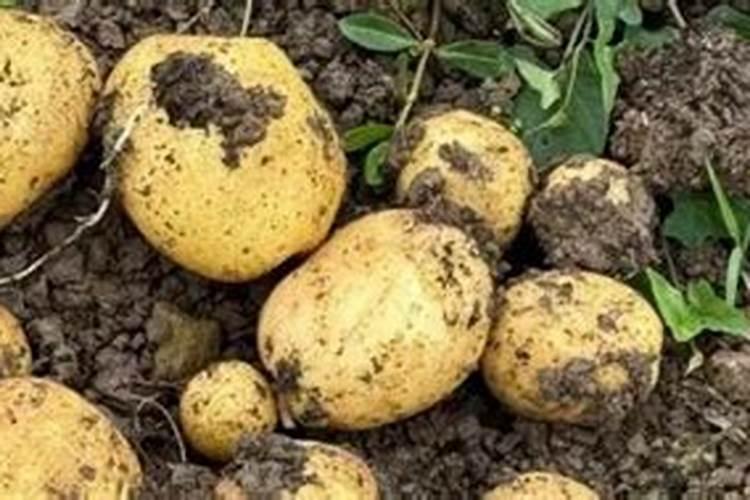 土豆追肥时间和追什么肥 种土豆芽朝上还是朝下