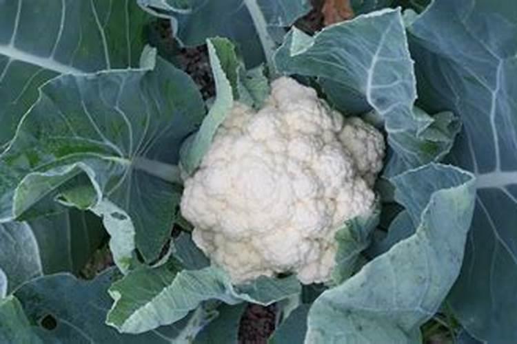 花椰菜的田间管理要注意哪些要点