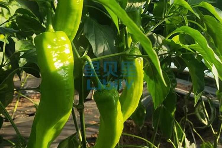 辣椒可以施尿素肥吗