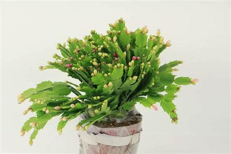 蟹爪兰有花苞能施肥吗 蟹爪兰有花苞施什么肥好